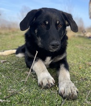 ELLA, Hund, Mischlingshund in Euskirchen - Bild 5