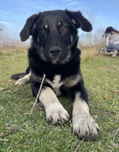 ELLA, Hund, Mischlingshund in Euskirchen - Bild 6