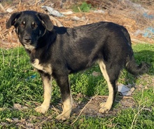 ELLA, Hund, Mischlingshund in Euskirchen - Bild 7