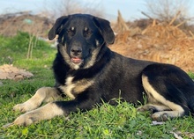 ELLA, Hund, Mischlingshund in Euskirchen - Bild 8