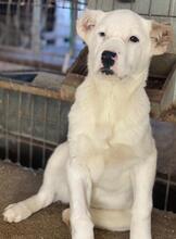 TIMENA, Hund, Mischlingshund in Euskirchen - Bild 12