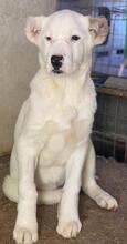 TIMENA, Hund, Mischlingshund in Euskirchen - Bild 4