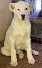 TIMENA, Hund, Mischlingshund in Euskirchen - Bild 5
