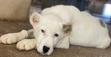 TIMENA, Hund, Mischlingshund in Euskirchen - Bild 7