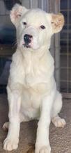 TIMENA, Hund, Mischlingshund in Euskirchen - Bild 8
