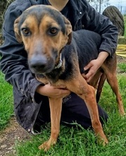 SCHEGGIA, Hund, Segugio Italiano-Mix in Italien
