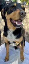 DORA, Hund, Mischlingshund in Italien - Bild 1