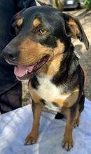 DORA, Hund, Mischlingshund in Italien - Bild 2
