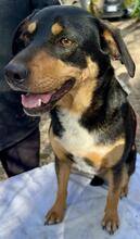 DORA, Hund, Mischlingshund in Italien - Bild 3