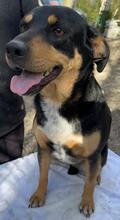DORA, Hund, Mischlingshund in Italien - Bild 4