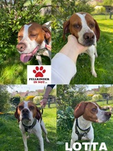 LOTTA 087-25-A, Hund, Epagneul Breton-Mix in Schollbrunn