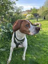 LOTTA 087-25-A, Hund, Epagneul Breton-Mix in Schollbrunn - Bild 2