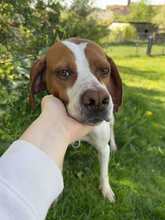 LOTTA 087-25-A, Hund, Epagneul Breton-Mix in Schollbrunn - Bild 3