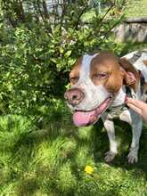 LOTTA 087-25-A, Hund, Epagneul Breton-Mix in Schollbrunn - Bild 4