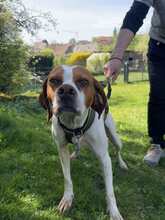 LOTTA 087-25-A, Hund, Epagneul Breton-Mix in Schollbrunn - Bild 5