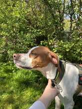 LOTTA 087-25-A, Hund, Epagneul Breton-Mix in Schollbrunn - Bild 6