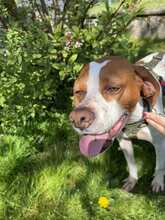LOTTA 087-25-A, Hund, Epagneul Breton-Mix in Schollbrunn - Bild 7