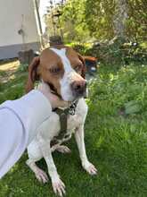 LOTTA 087-25-A, Hund, Epagneul Breton-Mix in Schollbrunn - Bild 8