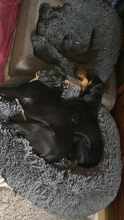 MILAN 062-25-P, Hund, Mischlingshund in Lehrte - Bild 11