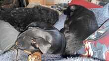 MILAN 062-25-P, Hund, Mischlingshund in Lehrte - Bild 12