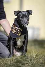 MILAN 062-25-P, Hund, Mischlingshund in Lehrte - Bild 14