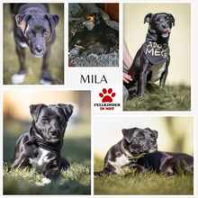 MILAN 062-25-P, Hund, Mischlingshund in Lehrte - Bild 2