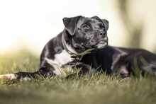 MILAN 062-25-P, Hund, Mischlingshund in Lehrte - Bild 5