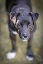 MILAN 062-25-P, Hund, Mischlingshund in Lehrte - Bild 6