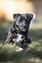 MILAN 062-25-P, Hund, Mischlingshund in Lehrte - Bild 7
