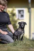 MILAN 062-25-P, Hund, Mischlingshund in Lehrte - Bild 8