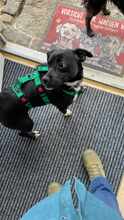 MILAN 062-25-P, Hund, Mischlingshund in Lehrte - Bild 9