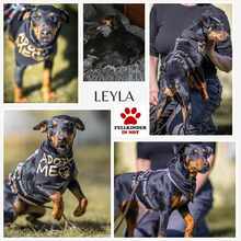 LEYLA 063-25-SS, Hund, Jagdterrier-Mix in Lehrte