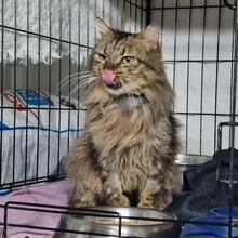 ANNINO, Katze, Langhaarkatze in Italien - Bild 2