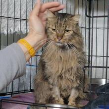 ANNINO, Katze, Langhaarkatze in Italien - Bild 3