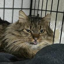 ANNINO, Katze, Langhaarkatze in Italien - Bild 4