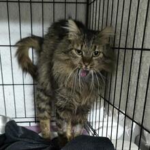 ANNINO, Katze, Langhaarkatze in Italien - Bild 5