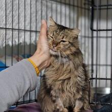 ANNINO, Katze, Langhaarkatze in Italien - Bild 6