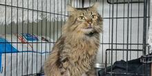 ANNINO, Katze, Langhaarkatze in Italien - Bild 7