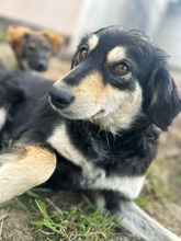 MILEY, Hund, Mischlingshund in Rumänien - Bild 1