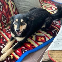 MILEY, Hund, Mischlingshund in Rumänien - Bild 10
