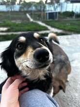 MILEY, Hund, Mischlingshund in Rumänien - Bild 11