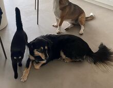 MILEY, Hund, Mischlingshund in Rumänien - Bild 2