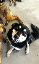 MILEY, Hund, Mischlingshund in Rumänien - Bild 3