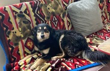 MILEY, Hund, Mischlingshund in Rumänien - Bild 4