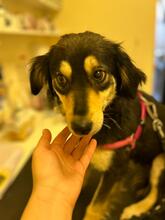 MILEY, Hund, Mischlingshund in Rumänien - Bild 5