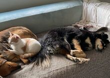 MILEY, Hund, Mischlingshund in Rumänien - Bild 6