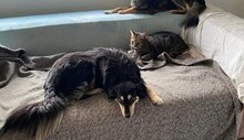 MILEY, Hund, Mischlingshund in Rumänien - Bild 7