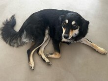 MILEY, Hund, Mischlingshund in Rumänien - Bild 8
