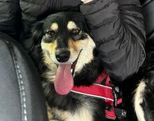 MILEY, Hund, Mischlingshund in Rumänien - Bild 9