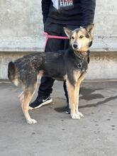 ALICE, Hund, Siberian Husky-Deutscher Schäferhund-Mix in Ukraine